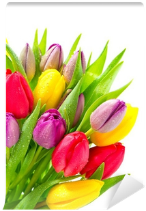 Bouquet Of Fresh Tulip Flowers With Water Drops Wall - Поздравить С Женским Днем 8 Марта (400x400)