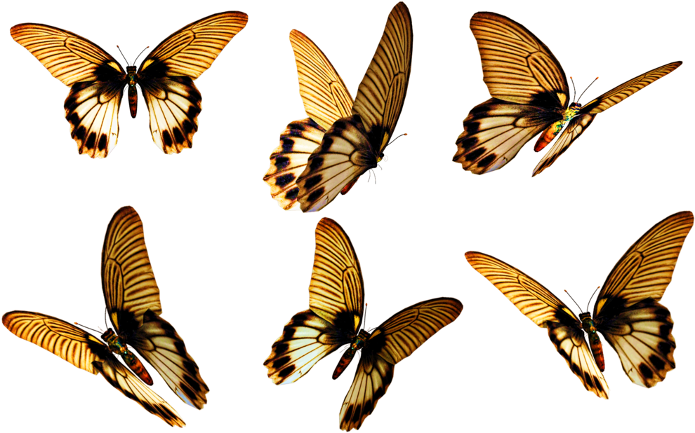 2 Png, 3d Flowers And Butterflies - 2 Png, 3d Flowers And Butterflies (1024x660)