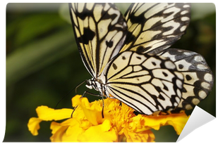 Big Tropical Butterfly On A Flower Wall Mural • Pixers® - Yarrow (400x400)