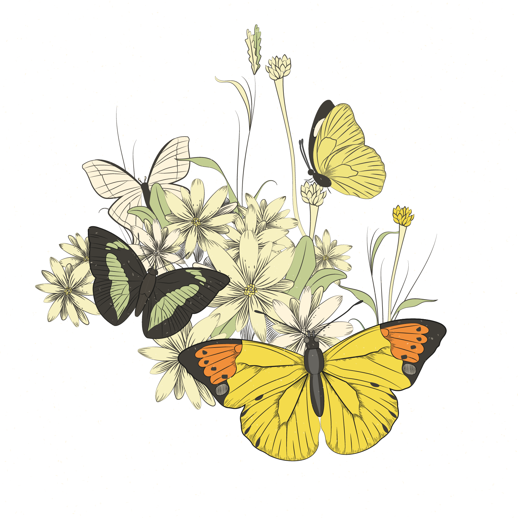 Monarch Butterfly Illustration - Monarch Butterfly Illustration (1663x1662)