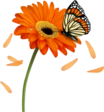 Цветы- - Gerbera Clipart (440x500)