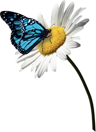 Butterfly With Flower Png (337x461)