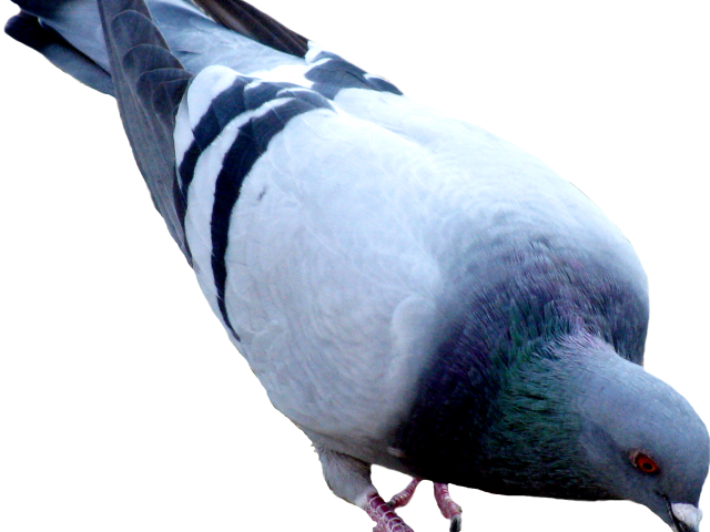 Pigeon Clipart Hummer - Picsart Pijon (640x480)