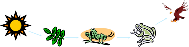 Food Chains Go In One Direction - Food Chain Complete Process (800x203)