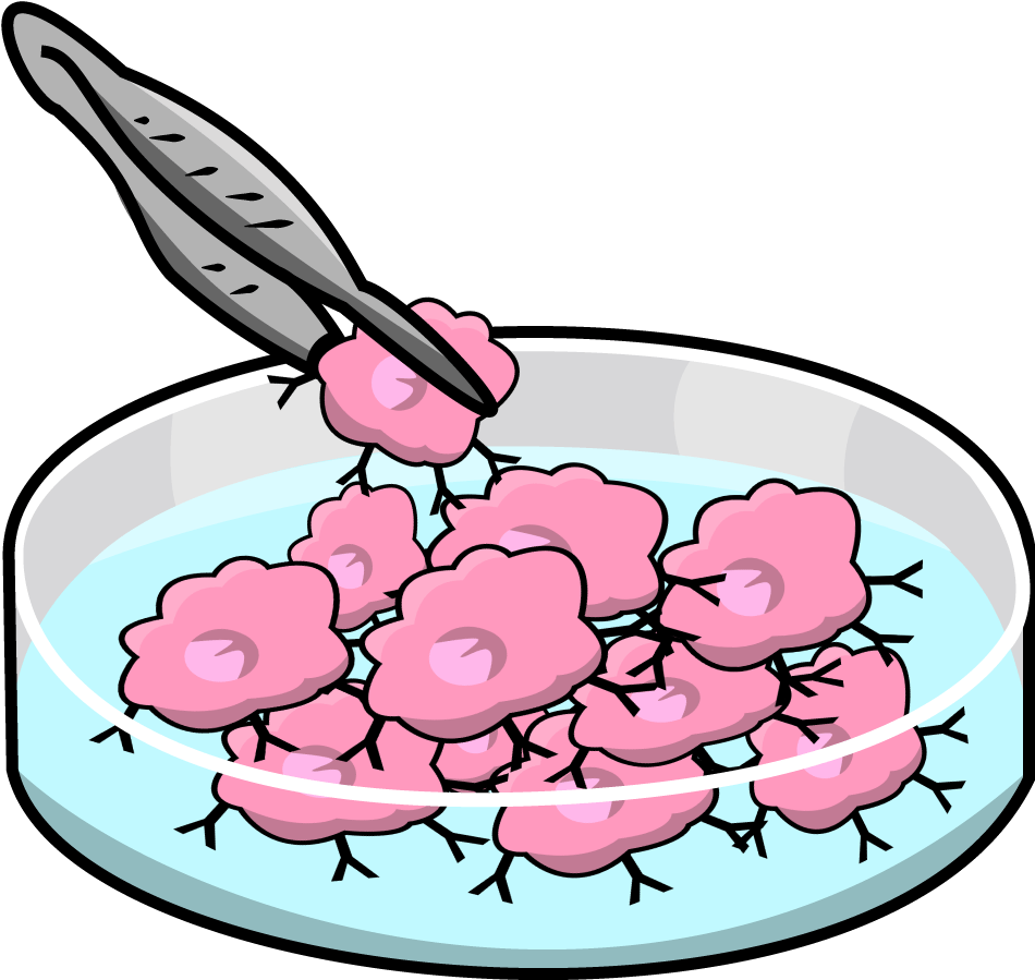 Monoclonal Production - Cell Line Clipart (1068x1000)