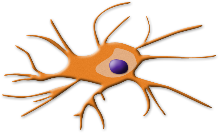 Dendritic Cell - Cisplatin Nephrotoxicity Mechanism (750x467)