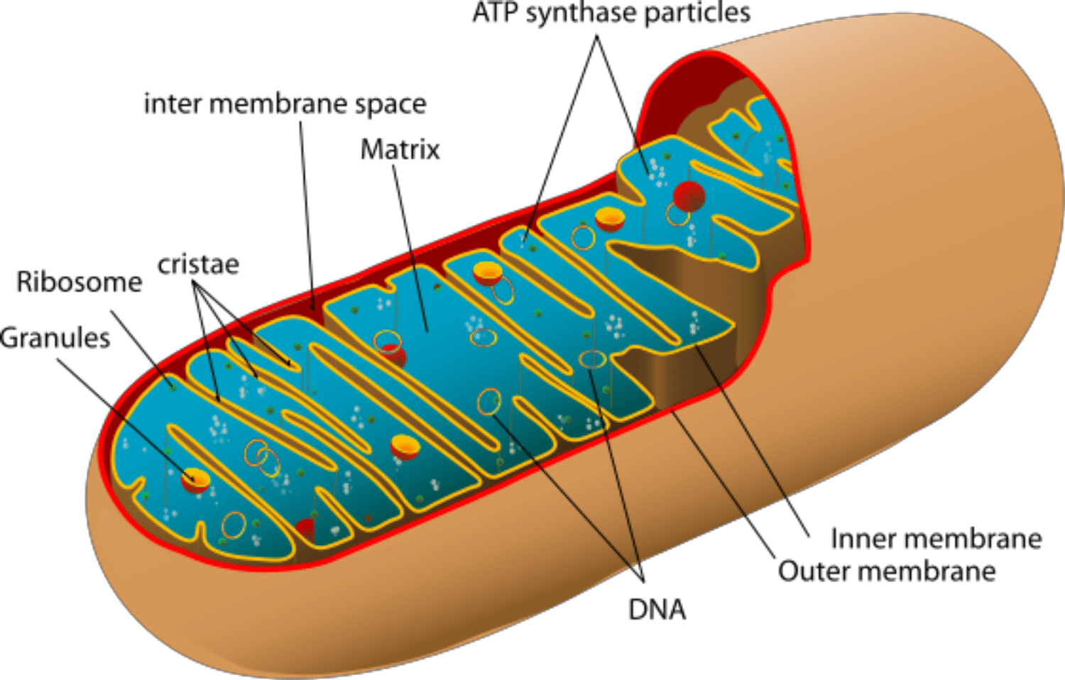 Mitochondria Power Producers In Cells - Mitochondrial Structure And Function (1500x958)