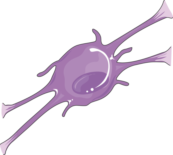 Cns Cell Lines Oligodendrocyte - Illustration (680x611)