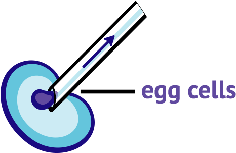 They Took An Egg Cell From A Different Sheep And Removed - Circle (600x312)