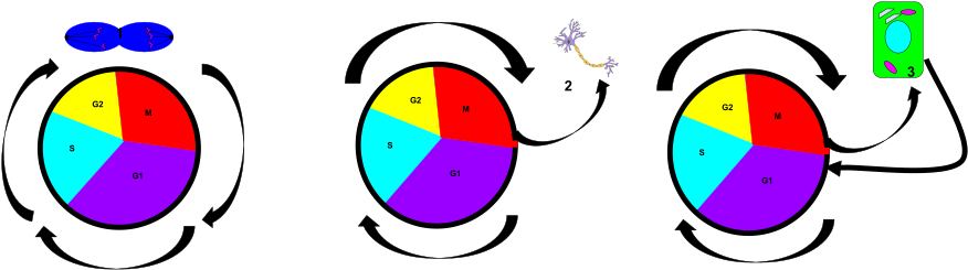 File - Labile Cells - Svg - Circle (1024x372)