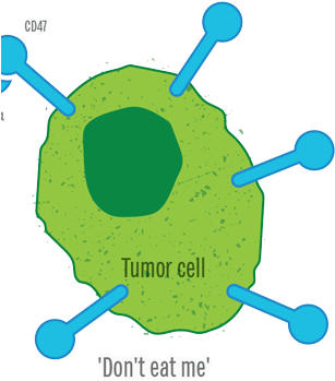 Regulation Of Cellular Phagocytosis In Cancer, Inflammation - Regulation Of Cellular Phagocytosis In Cancer, Inflammation (360x360)