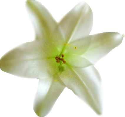 Lily (425x398)