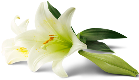 Casa De Protocol Funerar - Liljer (490x283)