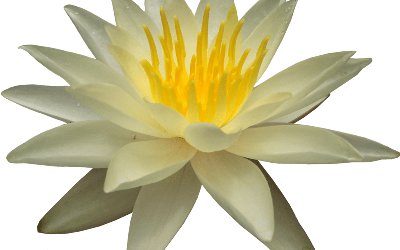 Water Lily Png Transparent Images Png All - Portable Network Graphics (1368x855)