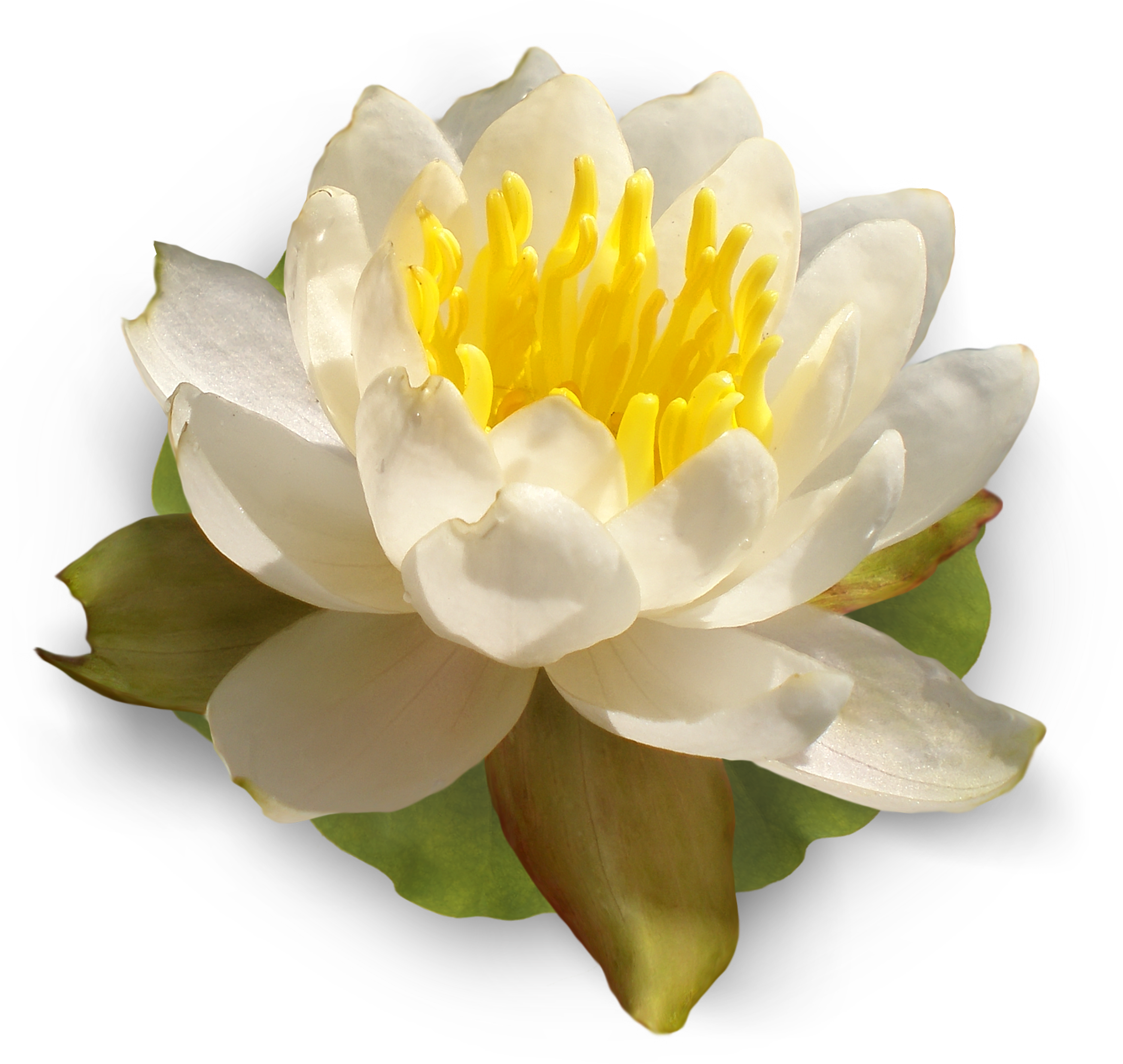 Лотос - Лотос - Цветы Лотоса Нарисованные Пнг (3000x2843)