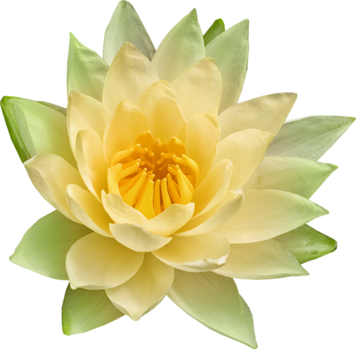 Un Baiser Disait La Grenouille - Sacred Lotus (500x490)