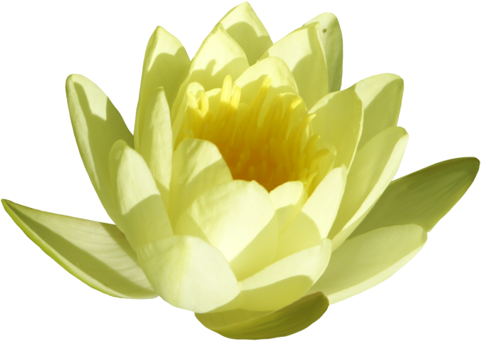 Изображение Для Плейкаста - Sacred Lotus (800x645)