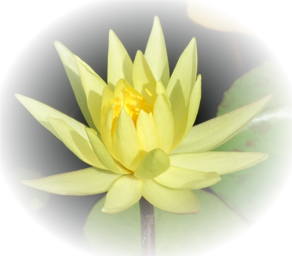 B1 B2 B3 Bl1 Bl2 - Niacin (1200x1000)