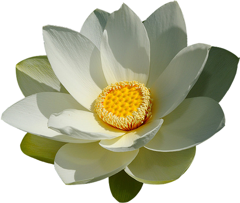 04 - Sacred Lotus (700x465)