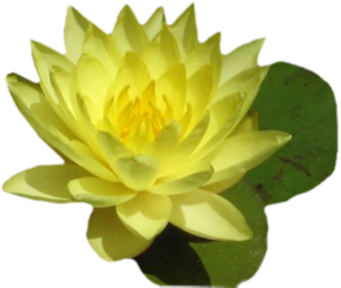 Par Geicha-35 Le 21 Septembre 2012 À - Sacred Lotus (426x322)