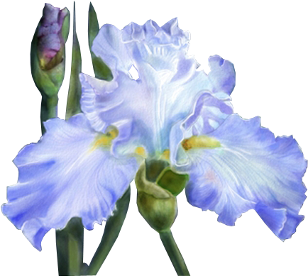 Publicat De Eu Ciresica La - Blue Ruffles Bath Mat - 17" X 24" (446x388)