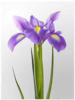 Póster Flor Iris Púrpura, Aislado En Blanco • Pixers® - Iris Family (400x400)