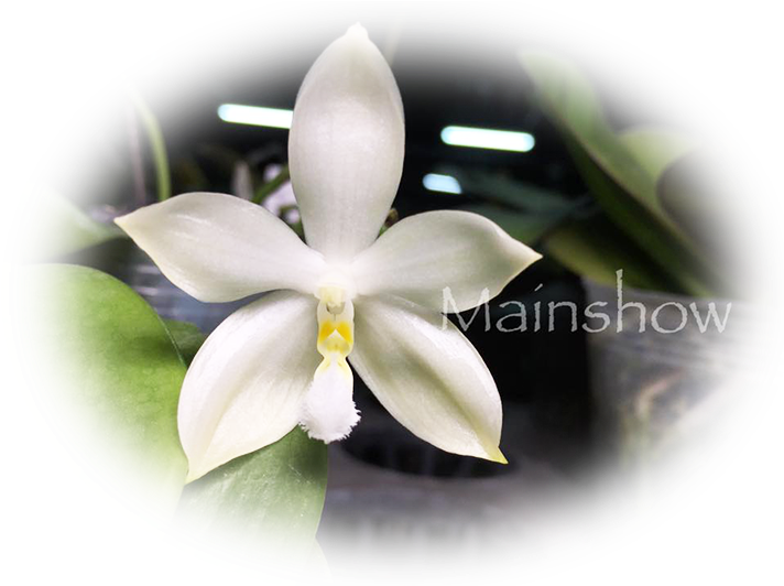 Email Address - Laelia (800x533)