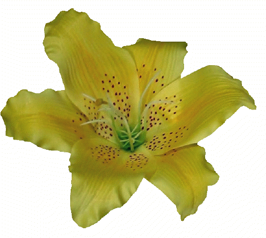 Tiger Lily (556x500)