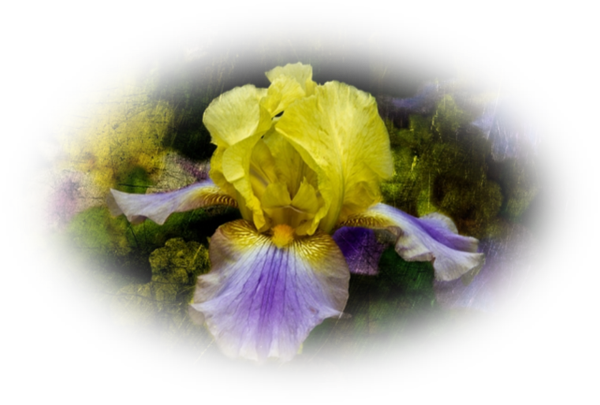 Mes Tubes - Orris Root (600x405)