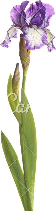 Stem With A Purple And White Iris - White (214x800)