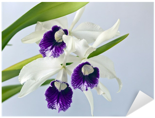 Cattleya Orchids (400x400)