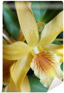 Dendrobium Unicum Hybrids (400x400)