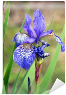 Siberian Iris (400x400)