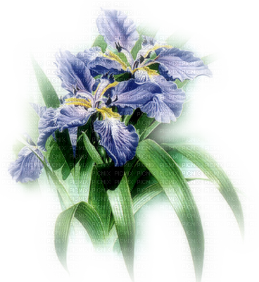 Cecily-fleurs Iris Bleus Tube - Живопись Цветы (368x400)