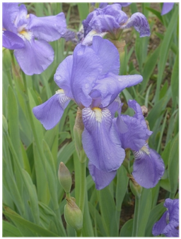Poster Iris Avec Des Gouttelettes De Pluie • Pixers® - Iris Albicans (400x400)