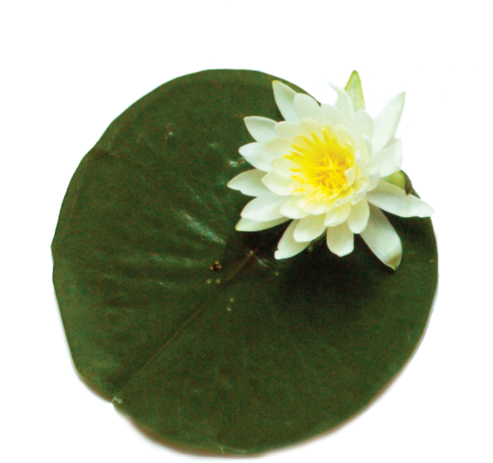 Lily - Lily (785x738)