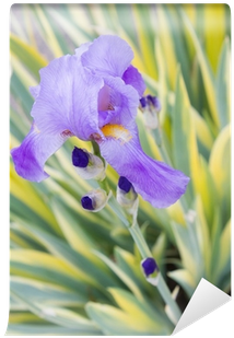 Iris Pallida 'variegata' (400x400)