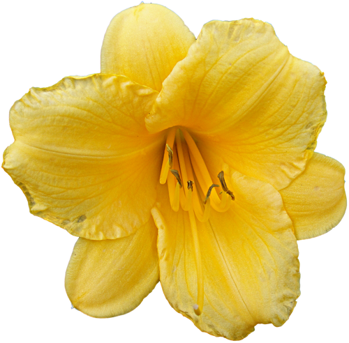 E Com Estes Auxílios Que, Repetimos, Fazem Parte Dos - Lily (499x500)