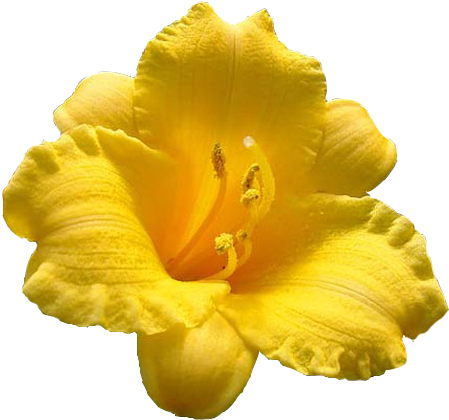 Fleur Etc - Ezan Çiçeği (472x434)