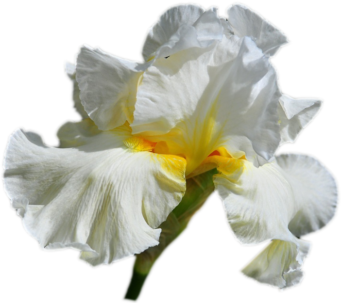 Ирисы На Прозрачном Фоне - Белый Ирис Png (800x649)