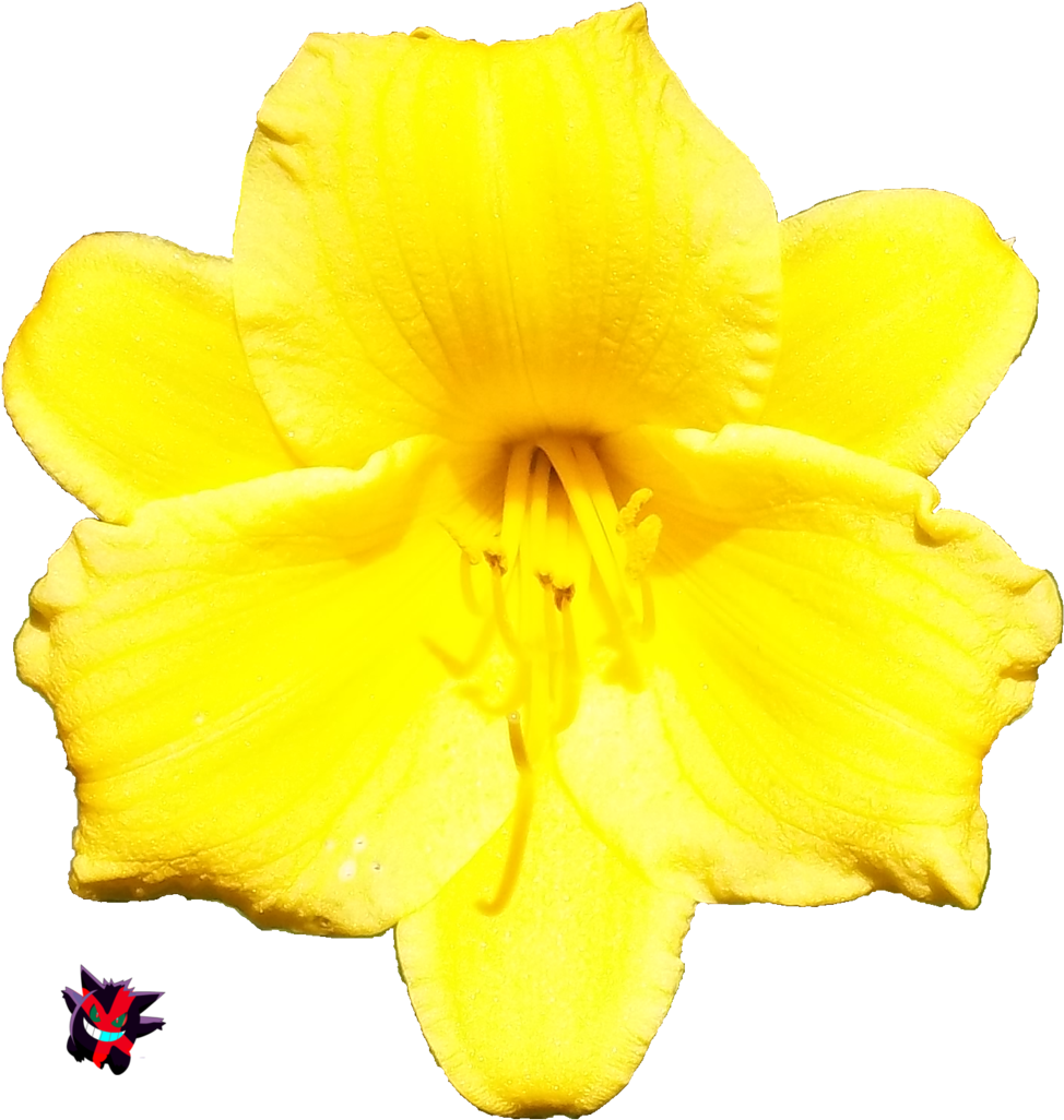 Flower 3d Rendering Petal - Yellow Flower Render (1024x1070)