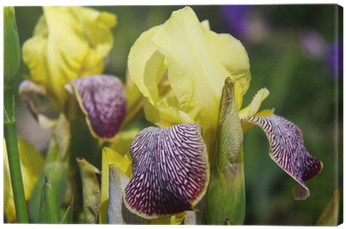 Iris Croatica (400x400)