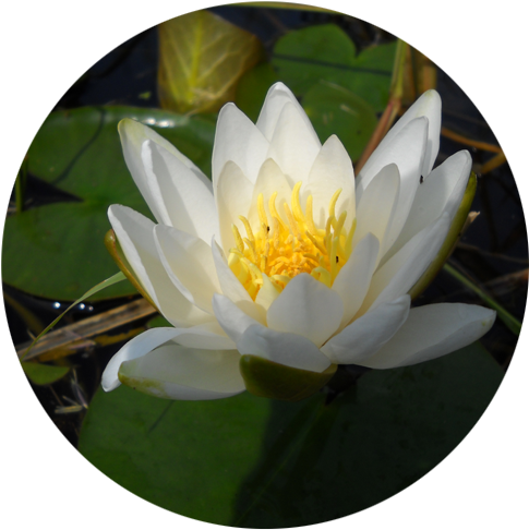 Paddle Yourself Away From It All - Sacred Lotus (600x600)