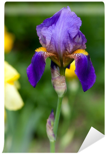 Fotomural Iris Hermoso Cultivo De Flores • Pixers® - Orris Root (400x400)