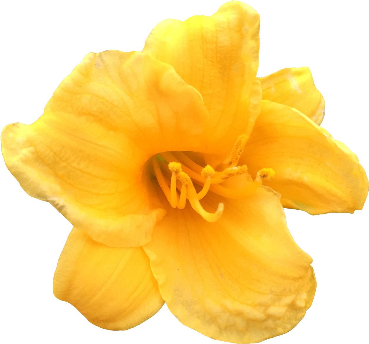 Enjoy Your Week - Hevea (1350x1326)