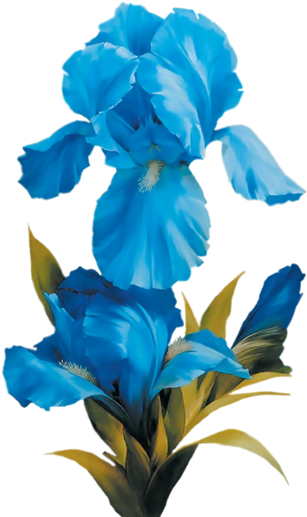 Blue Iris - Diamond Painting Diy Diamond Painting (351x600)