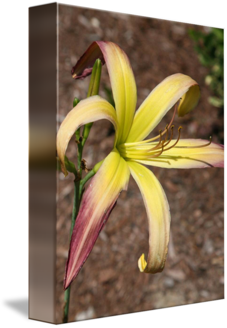 Amaryllis Belladonna (449x650)