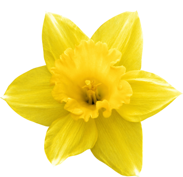 134906520 Hello Easter 31 134906519 Hello Easter 30 - Daffodil (373x360)