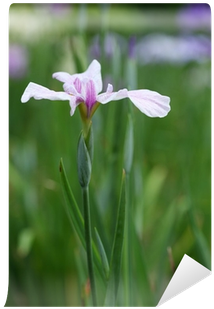 Iris 花菖蒲「小町娘」 Wall Mural • Pixers® • We Live To Change - Cypripedium Ulla Silkens (400x400)