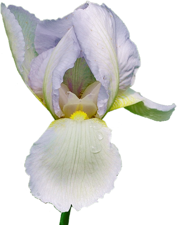 Iris - Iris Albicans (600x774)